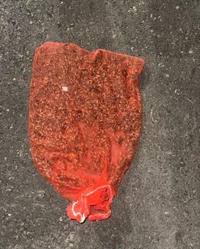 Để mũ bảo hiểm qua đ&ecirc;m, người phụ nữ sốc nặng khi thấy cảnh tượng "nổi da g&agrave;" - Ảnh 2.