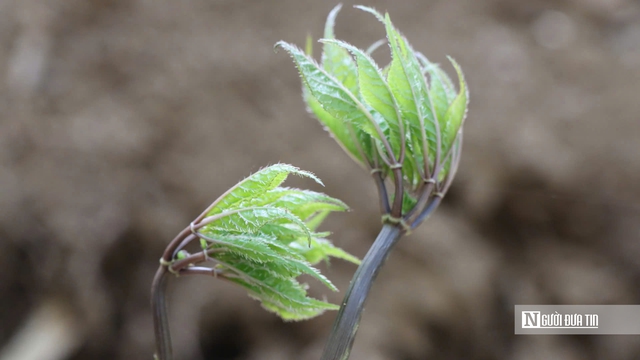 Cận cảnh Sâm Ngọc Linh bật mầm sau mùa ngủ đông- Ảnh 3. Cận cảnh Sâm Ngọc Linh bật mầm sau mùa ngủ đông- Ảnh 3.