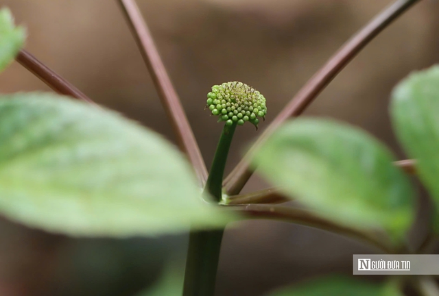 Cận cảnh Sâm Ngọc Linh bật mầm sau mùa ngủ đông- Ảnh 4. Cận cảnh Sâm Ngọc Linh bật mầm sau mùa ngủ đông- Ảnh 4.