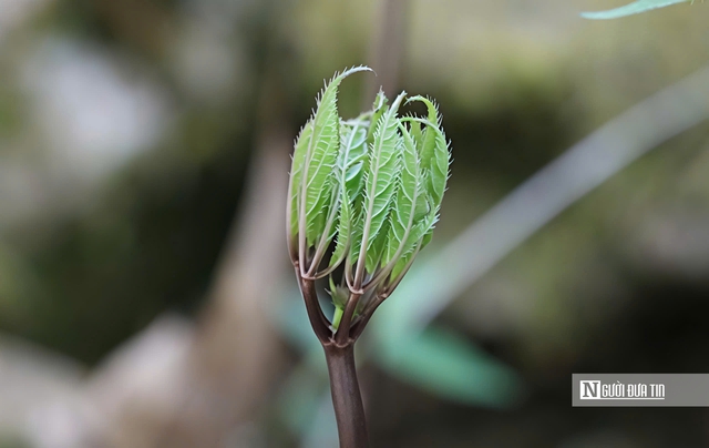Cận cảnh Sâm Ngọc Linh bật mầm sau mùa ngủ đông- Ảnh 8. Cận cảnh Sâm Ngọc Linh bật mầm sau mùa ngủ đông- Ảnh 8.