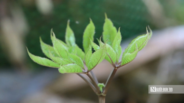 Cận cảnh Sâm Ngọc Linh bật mầm sau mùa ngủ đông- Ảnh 9. Cận cảnh Sâm Ngọc Linh bật mầm sau mùa ngủ đông- Ảnh 9.