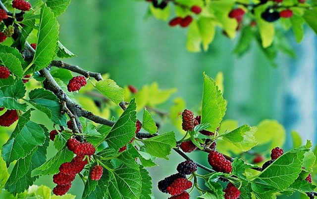 Đừng chỉ ăn quả, l&aacute; c&acirc;y n&agrave;y qu&yacute; như "nh&acirc;n s&acirc;m của người ngh&egrave;o", đang v&agrave;o m&ugrave;a đi chợ l&agrave; thấy  - Ảnh 1.