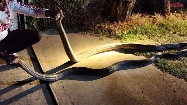 Chủ nhà sợ hãi khi - Ảnh 1.