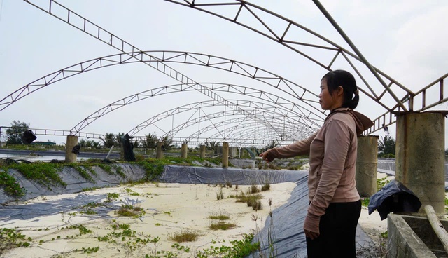 Chưa kịp &ldquo;đổi đời&rdquo; đ&atilde; &ocirc;m khoản nợ tiền tỷ v&igrave; nu&ocirc;i t&ocirc;m- Ảnh 1.