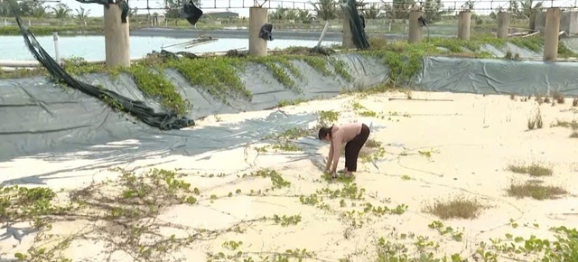 Chưa kịp &ldquo;đổi đời&rdquo; đ&atilde; &ocirc;m khoản nợ tiền tỷ v&igrave; nu&ocirc;i t&ocirc;m- Ảnh 2.