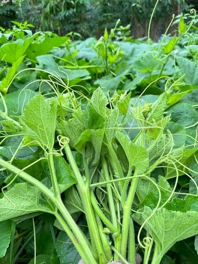 Loại rau xào tỏi vạn người mê, "nhẹ bụng mà nhiều giá trị"- Ảnh 1. Loại rau xào tỏi vạn người mê, "nhẹ bụng mà nhiều giá trị"- Ảnh 1.