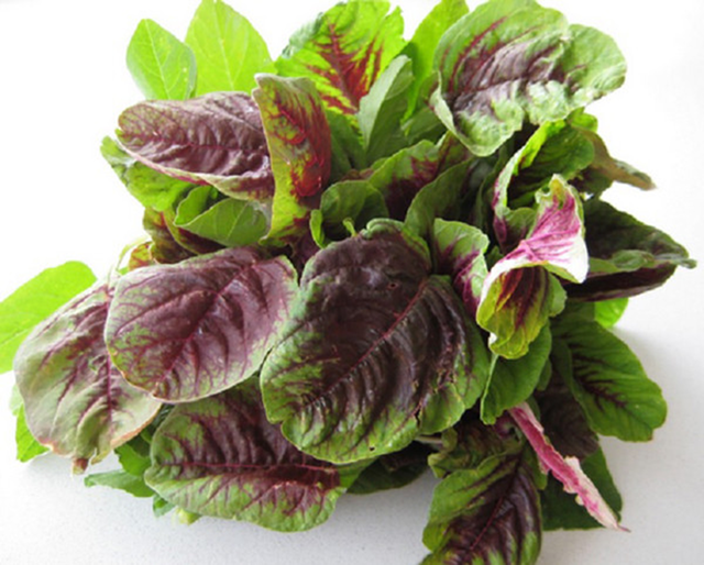 Loại rau bổ ngang thịt b&ograve;, trời T&acirc;y qu&yacute; như "v&agrave;ng" kh&ocirc;ng ngờ mọc đầy Việt Nam - Ảnh 3.