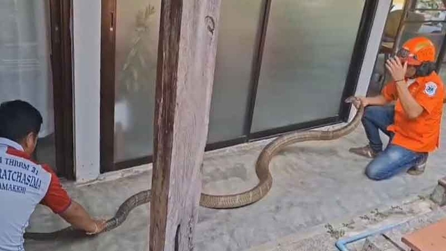 Bắt sống rắn hổ mang ch&uacute;a d&agrave;i 5 m&eacute;t, nặng 15kg b&ograve; v&agrave;o nh&agrave; d&acirc;n - Ảnh 1.