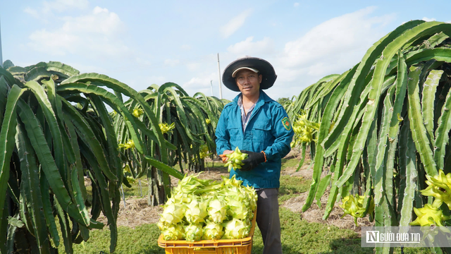 Thanh long xuất khẩu sang EU: Kiểm soát 30%, không phải 50%- Ảnh 1. Thanh long xuất khẩu sang EU: Kiểm soát 30%, không phải 50%- Ảnh 1.