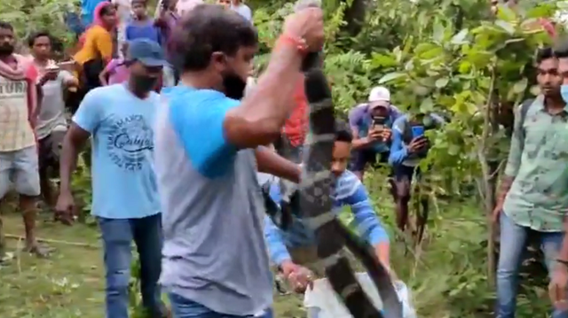 Bắt sống rắn hổ mang ch&uacute;a "khủng" d&agrave;i 5 m&eacute;t nấp trong vườn nh&agrave;- Ảnh 1.