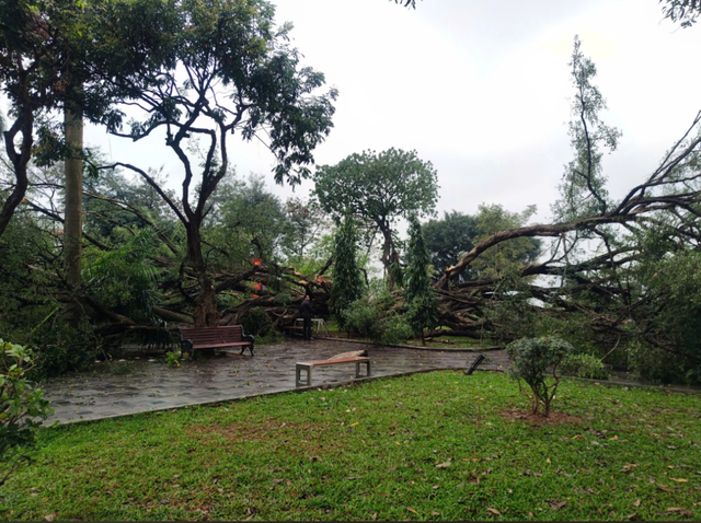 Hà Nội: Đang lưu thông trên phố, nam tài xế bất ngờ bị cây xanh bật gốc đè trúng phải nhập viện cấp cứu- Ảnh 3. Hà Nội: Đang lưu thông trên phố, nam tài xế bất ngờ bị cây xanh bật gốc đè trúng phải nhập viện cấp cứu- Ảnh 3.