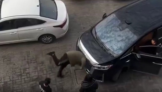 Tranh c&atilde;i, người đ&agrave;n &ocirc;ng đi&ecirc;n cuồng lao v&agrave;o đầu xe &ocirc; t&ocirc;- Ảnh 1.