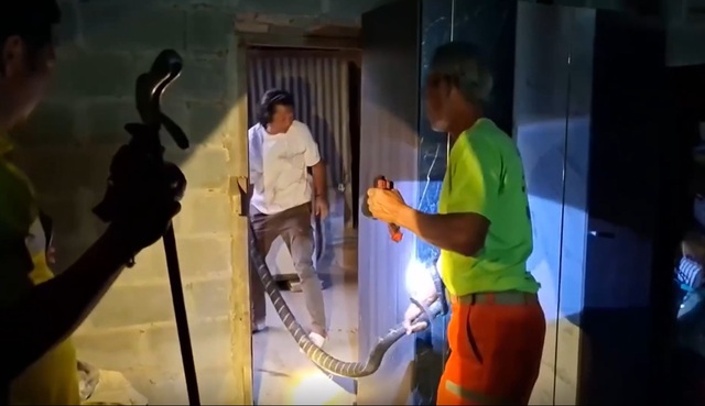 Bắt sống rắn hổ mang ch&uacute;a d&agrave;i 3 m&eacute;t, nặng 10kg ấp nấp trong bếp- Ảnh 1.