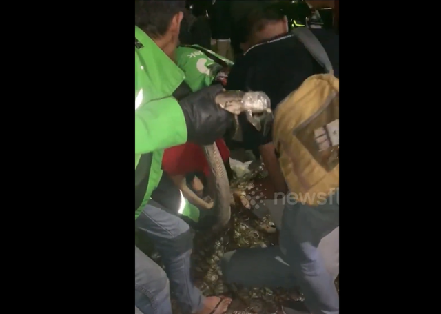 Đang ngủ thấy chiếc nệm động đậy, người đàn ông sốc nặng phát hiện cảnh tượng "nổi da gà" - Ảnh 1.