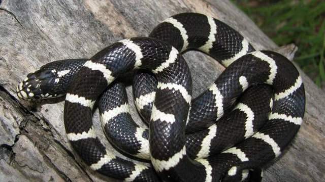 Đang nằm nền nhà, bé 7 tuổi hét lớn bố mẹ chạy vào thấy cảnh tượng "đáng sợ"- Ảnh 2. Đang nằm nền nhà, bé 7 tuổi hét lớn bố mẹ chạy vào thấy cảnh tượng "đáng sợ"- Ảnh 2.