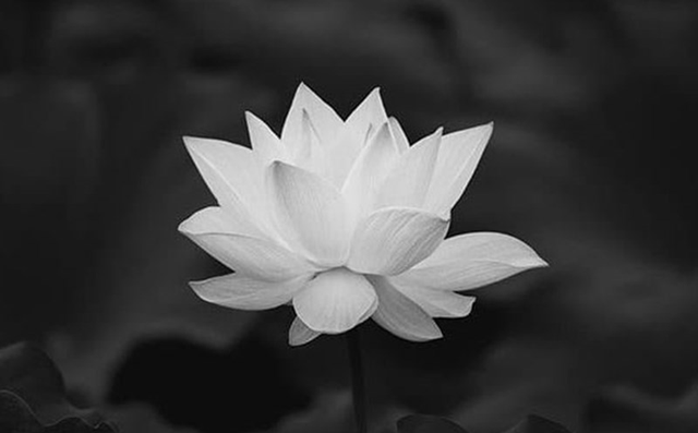 C&Aacute;O PH&Oacute; - Ảnh 1.