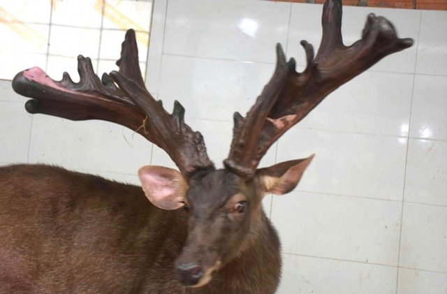 Mang thứ như "kh&uacute;c củi kh&ocirc;" đi b&aacute;n anh n&ocirc;ng d&acirc;n "đ&uacute;t t&uacute;i" ngay 107 triệu đồng - Ảnh 1.