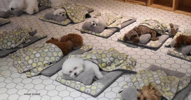 Một dịch vụ mới, chi hàng chục triệu cho chó cưng đi "mẫu giáo" - Ảnh 1.