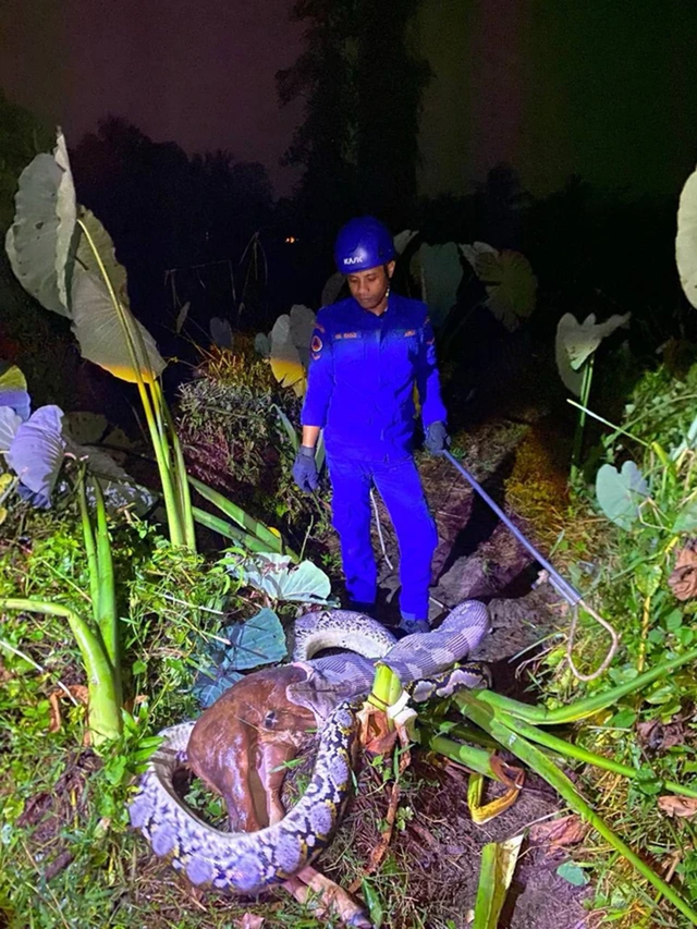 Nhìn ra vườn, người đàn ông thấy cảnh tượng "nổi da gà", cả xóm ùn ùn kéo đến xem - Ảnh 1.