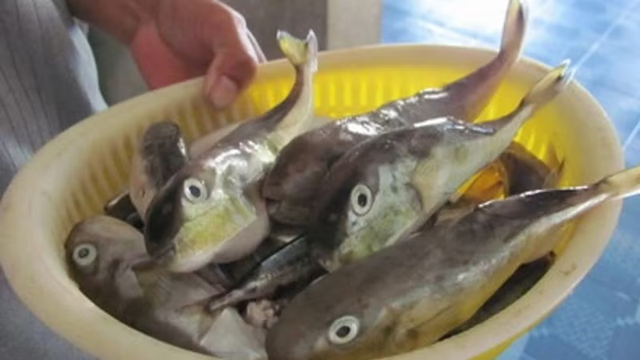 Ăn c&aacute; n&oacute;c, 3 người ở Cần Thơ nhập viện: Bộ Y tế khuyến c&aacute;o khẩn - Ảnh 1.