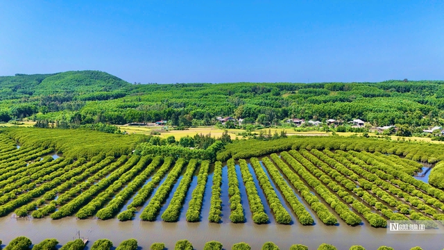 Ngắm đầm ngập mặn tựa “miền Tây thu nhỏ” ở Quảng Ngãi- Ảnh 2. Ngắm đầm ngập mặn tựa “miền Tây thu nhỏ” ở Quảng Ngãi- Ảnh 2.