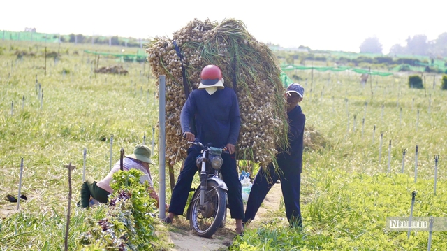 Chạy đua thu hoạch tỏi trên đảo Lý Sơn, ngày thu tiền triệu- Ảnh 5. Chạy đua thu hoạch tỏi trên đảo Lý Sơn, ngày thu tiền triệu- Ảnh 5.