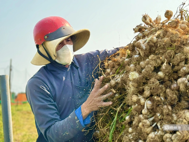 Chạy đua thu hoạch tỏi trên đảo Lý Sơn, ngày thu tiền triệu- Ảnh 6. Chạy đua thu hoạch tỏi trên đảo Lý Sơn, ngày thu tiền triệu- Ảnh 6.