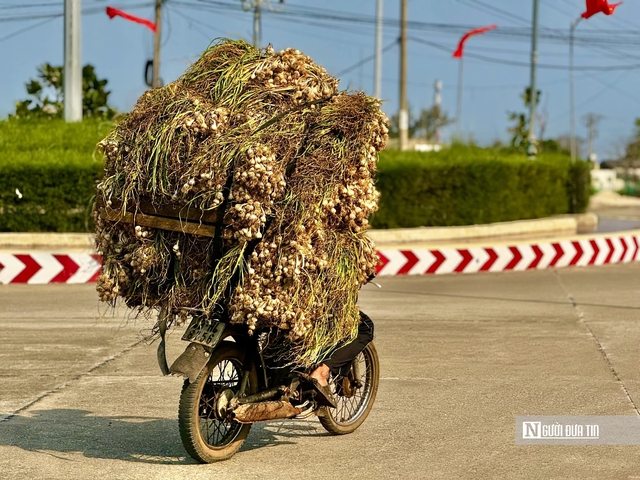 Chạy đua thu hoạch tỏi trên đảo Lý Sơn, ngày thu tiền triệu- Ảnh 4. Chạy đua thu hoạch tỏi trên đảo Lý Sơn, ngày thu tiền triệu- Ảnh 4.