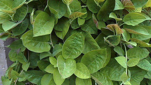 Loại l&aacute; mọc dại bờ r&agrave;o được xem l&agrave; "bảo bối" cho hệ ti&ecirc;u h&oacute;a - Ảnh 1.