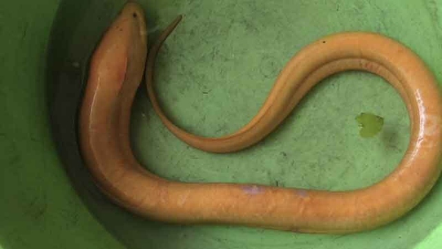 Người phụ nữ bắt được con lươn vàng nặng 800g trên cánh đồng - Ảnh 1.