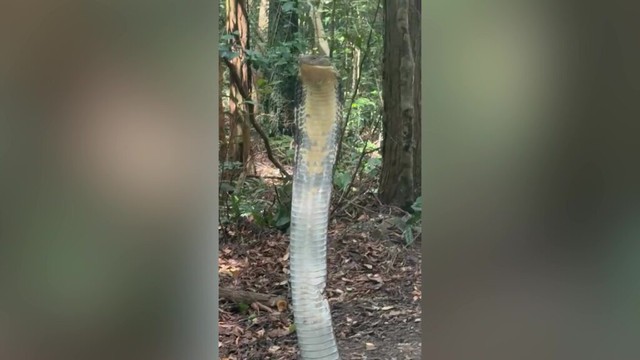 Nữ sinh vi&ecirc;n chạm tr&aacute;n rắn hổ mang ch&uacute;a d&agrave;i 4 m&eacute;t trong rừng - Ảnh 1.