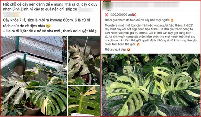 Chiếc l&aacute; c&acirc;y cảnh "độc lạ" c&oacute; gi&aacute; nửa tỷ đồng, đại gia b&iacute; ẩn chốt ngay - Ảnh 2.