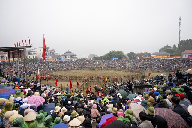 Xã Hải Lựu – Phú Thọ: Khai mạc Lễ hội chọi trâu cổ nhất Việt Nam - Ảnh 1.