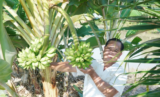 Chuyện lạ: Cây chuối trổ 2 buồng trên một thân ở Cà Mau - Ảnh 3.