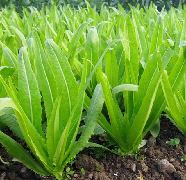 Loại rau xanh mướt nhưng &iacute;t "ngậm" thuốc trừ s&acirc;u, đi chợ thấy bỏ qua qu&aacute; ph&iacute; - Ảnh 1.