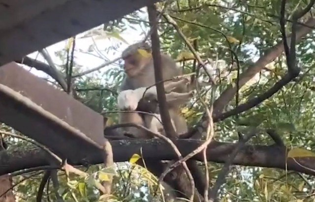 Khỉ "bắt c&oacute;c" d&ecirc; con mang l&ecirc;n c&acirc;y v&agrave; c&aacute;i kết - Ảnh 1.