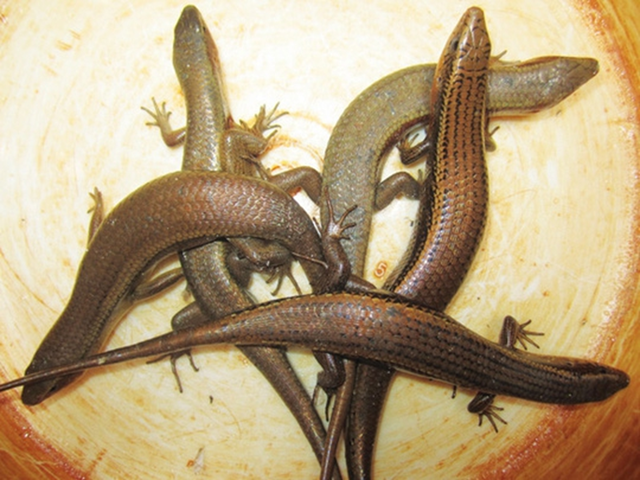 Đặc sản nh&igrave;n "sợ khiếp v&iacute;a" xưa kh&ocirc;ng d&aacute;m ăn nay 350.000 đ/kg vẫn c&oacute; người xuống tiền - Ảnh 1.