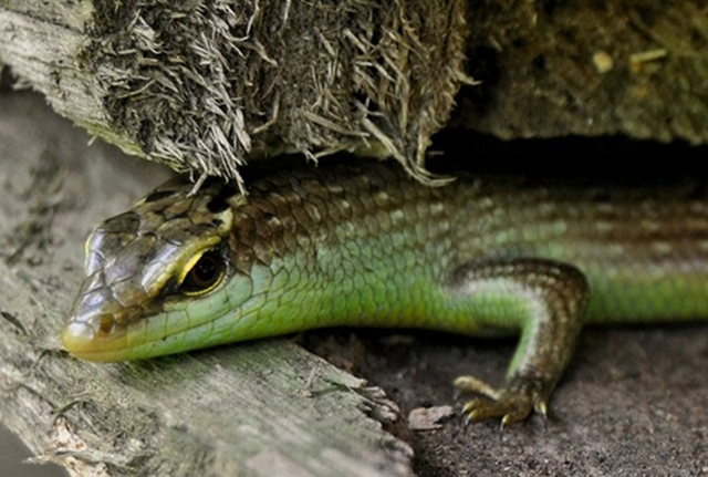 Đặc sản nh&igrave;n "sợ khiếp v&iacute;a" xưa kh&ocirc;ng d&aacute;m ăn nay 350.000 đ/kg vẫn c&oacute; người xuống tiền - Ảnh 2.