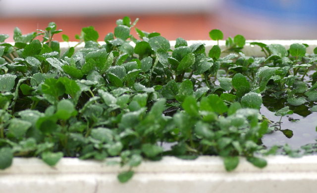 Mỹ ca ngợi "loại rau tốt nhất thế giới", h&oacute;a ra người Việt đ&atilde; ăn từ l&acirc;u - Ảnh 1.