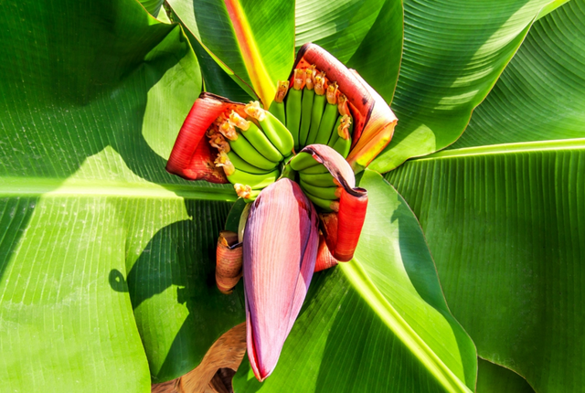 Ăn 1 nắm rau n&agrave;y như "nh&acirc;n s&acirc;m của người ngh&egrave;o", ở cứ đi chợ l&agrave; thấy - Ảnh 2.