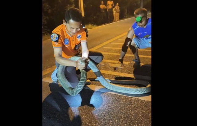 Người đ&agrave;n &ocirc;ng d&ugrave;ng tay kh&ocirc;ng bắt sống rắn hổ mang ch&uacute;a d&agrave;i 3,6 m&eacute;t- Ảnh 1.