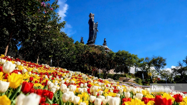 Tulip rực rỡ tr&ecirc;n &ldquo;n&oacute;c nh&agrave; Nam Bộ&rdquo;- Ảnh 1.