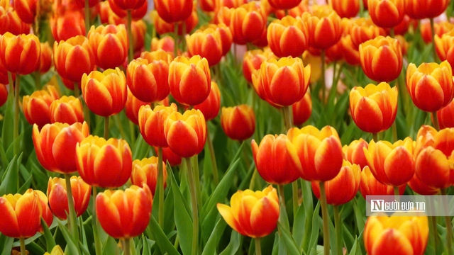 Tulip rực rỡ tr&ecirc;n &ldquo;n&oacute;c nh&agrave; Nam Bộ&rdquo;- Ảnh 8.