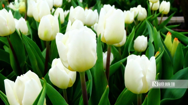 Tulip rực rỡ tr&ecirc;n &ldquo;n&oacute;c nh&agrave; Nam Bộ&rdquo;- Ảnh 10.