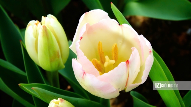 Tulip rực rỡ tr&ecirc;n &ldquo;n&oacute;c nh&agrave; Nam Bộ&rdquo;- Ảnh 11.