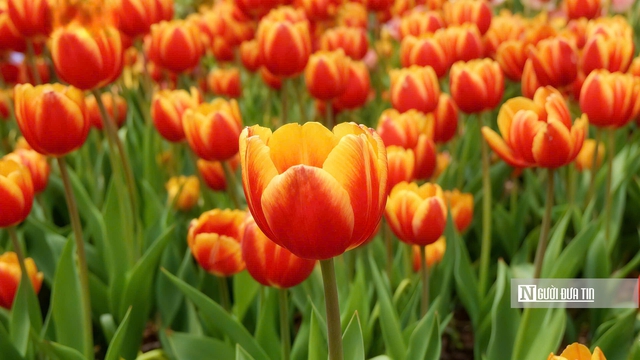 Tulip rực rỡ tr&ecirc;n &ldquo;n&oacute;c nh&agrave; Nam Bộ&rdquo;- Ảnh 12.