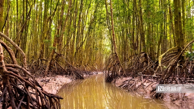 Theo chân ngư dân săn “cá biết bò” ở Đất Mũi- Ảnh 1. Theo chân ngư dân săn “cá biết bò” ở Đất Mũi- Ảnh 1.