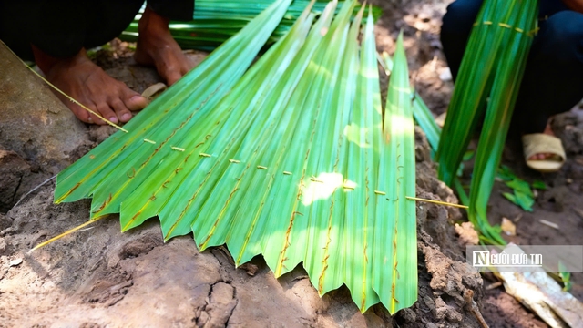 Theo chân ngư dân săn “cá biết bò” ở Đất Mũi- Ảnh 4. Theo chân ngư dân săn “cá biết bò” ở Đất Mũi- Ảnh 4.