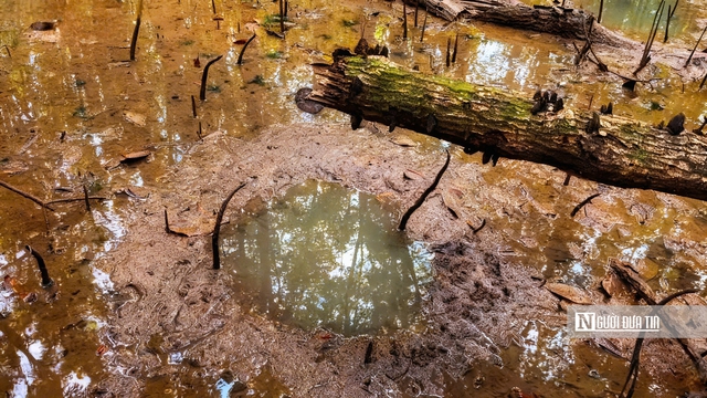 Theo chân ngư dân săn “cá biết bò” ở Đất Mũi- Ảnh 7. Theo chân ngư dân săn “cá biết bò” ở Đất Mũi- Ảnh 7.