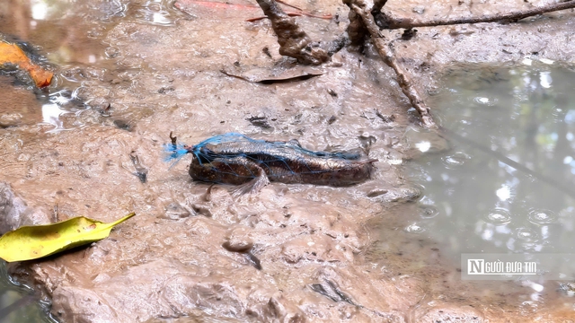 Theo chân ngư dân săn “cá biết bò” ở Đất Mũi- Ảnh 11. Theo chân ngư dân săn “cá biết bò” ở Đất Mũi- Ảnh 11.
